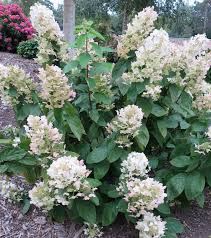 Image result for Gaertnera paniculata