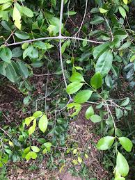 Image result for Hippocratea