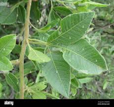 Image result for Searsia pyroides