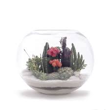 Fishbowl Terrarium Large Terrarium Fishbowl Terrarium Large Terrarium