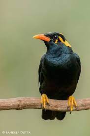 Pin On Birds