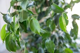 Image result for F%EDkus Ficus