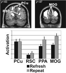 The Cognitive Neuroscience of True and False Memories*