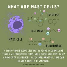 Image result for Mast Cell
