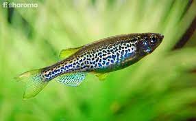 Big canvas paintings for home decor scenery, skylines, abstracts & more. Zebra Danio The Complete Care Guide For Your Pet Fish