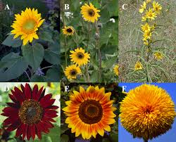 Image result for Helianthus annuus