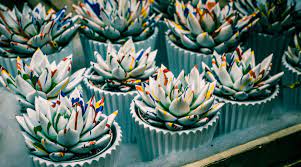 Check spelling or type a new query. Best Grow Lights For Succulents 2020 Reviews