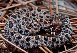 Dusky Pygmy Rattlesnake Rattlesnake Reptiles Animals