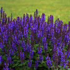Salvia 'purple velvet' salvia 'purple velvet' is a woody salvia producing deep purple flowers held on towering stems, which can reach 1m in height. Salvia Nemorosa Bumbleblue Pp30084 Walters Gardens Inc