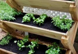 simple apartment herb garden designs you can do herb cedar planter homeindustrialdecor industrialap projets de jardins jardinage en pots deco jardin palettes