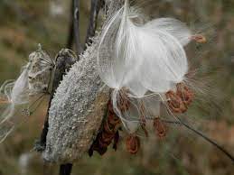 Check spelling or type a new query. How To Dry Seeds From The Garden