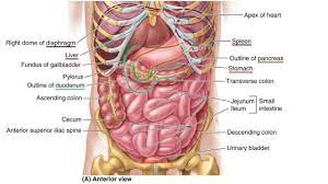 Get prepared for your anatomy exams: Pin On Human Anatomy Organs