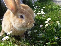 Out of sight, out of mind. How To Keep Rabbits Out Of Your Garden