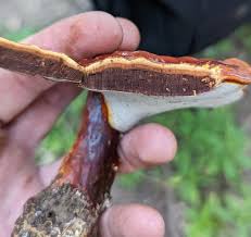 Image result for Ganoderma curtisii