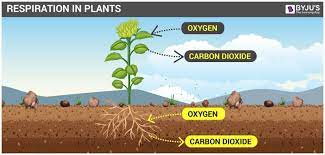 Maybe you would like to learn more about one of these? Respiration In Plants Respiration In Roots Stem And In Leaves