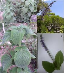 Image result for Coleus barbatus