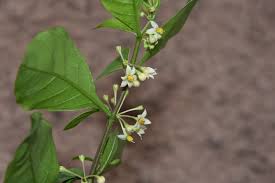 Image result for Solanum supinum