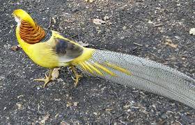 Uk Birds With Yellow Feathers Golden Pheasant Pet Birds Golden Pheasant Nature Birds