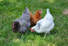 Avoir Des Poules Dans Son Jardin Sous Notre Toit En 2020 Poulets De Basse Cour Elever Des Poulets Poulaillers De Ville