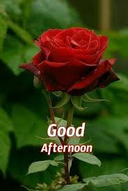 Download and share these best flowers beautiful good afternoon images. Pin By Cheryl On Days And Nights Beautiful Rose Flowers Pretty Flowers Beautiful Red Roses