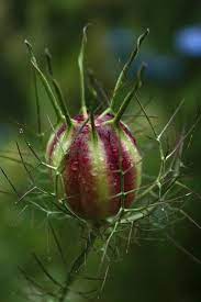 Seedpod Nigella Laura Bell Flickr Seed Pods Seeds Planting Flowers