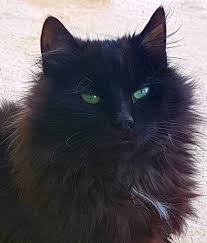 Black Baby Kittens With Green Eyes Zeytin Fluffy Black Cat Pretty Cats Fluffy Cat