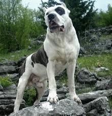 American pitbull terrier top 10 dog breeds for . Bandog Croatia Posts Facebook