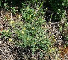 Image result for Erucastrum arabicum