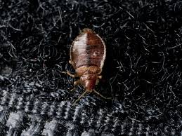 Image result for Bed Bug