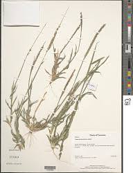 Image result for Pogonarthria squarrosa