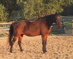 Search over 14 million words and phrases in more than 490 language pairs. Kuda Wiktionary