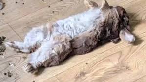 Image result for tbn:nuNU7FPK4A54yM::rvforsaleguide.com/images/bunny-resting-picture.jpg