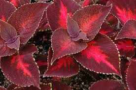 Image result for Coleus thyrsoideus