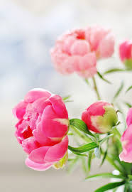 Jul 10, 2021 · pronunciation of zinia with 3 audio pronunciations, 2 meanings and more for zinia. How Do You Say Peony Thistlewood Farm