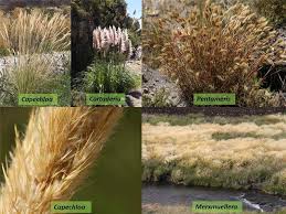 Image result for Pogonarthria