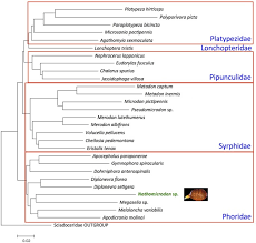 Stay up to date on the latest stock price, chart, news, analysis, fundamentals, trading and investment tools. Rediscovery And Reclassification Of The Dipteran Taxon Nothomicrodon Wheeler An Exclusive Endoparasitoid Of Gyne Ant Larvae Scientific Reports
