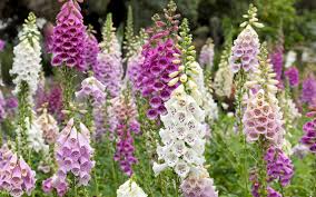 Roter Fingerhut Heilpflanze Mit Hohem Zierwert Schattenpflanzen Bluhende Pflanzen Mehrjahrige Pflanzen