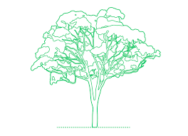 See more ideas about australian native plants, australian flora, australian wildflowers. Eucalyptus Tree Dimensions Drawings Dimensions Com