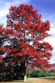 Image result for Rourea coccinea