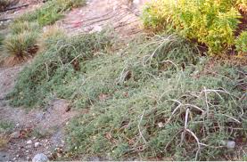 Image result for Melhania prostrata