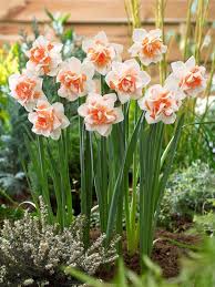 Best Full Double Pink Huge Pink And Cream Blooms 8 Bulbs With Images Planting Flowers Planting Bulbs Daffodils