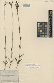 Image result for Platycoryne crocea