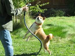 The most common explanation for a dog jumping up at someone is to greet them. Stop Your Dog From Jumping On People