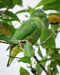 Image result for Monotes glaber