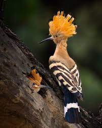 Baby Hoopoe Mam Oiseaux Exotiques Oiseaux Vintage Fleurs Oiseaux