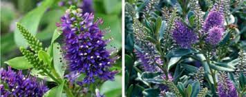 Not only are there green leaved shrubs, but also silver, gold and variegated shrubs, which offer numerous decorative possibilities. Buy Hebe Plants Shrubs Hebe Hedging Hopes Grove Nurseries Uk