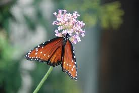 Maybe you would like to learn more about one of these? File Monarch Butterfly On A Flower Jpg Wikimedia Commons