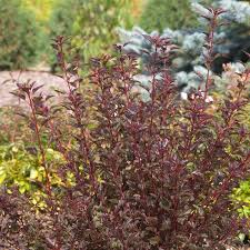 It has a 4 by 4 foot (1 x 1 m.) form and abundant blooms with smaller leaves than most lilac bushes. Physocarpus Opulifolius Summer Wine Dobies