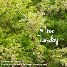 Image result for Ptaeroxylon