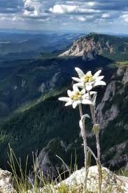 Edelweiss Forever Beautiful Nature Landscape Alpine Flowers